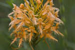 Yellow fringed orchid